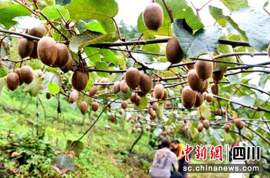  杜正中種植的獼猴桃喜獲豐收。汶川縣委宣傳部供圖