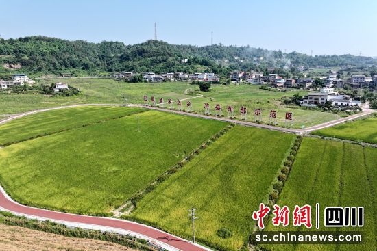 巴蜀玉米之鄉(xiāng)，瀘縣東部示范區(qū)。陳祥洪 攝