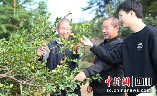  農(nóng)技人員查看油茶成熟情況。杜文雅 供圖