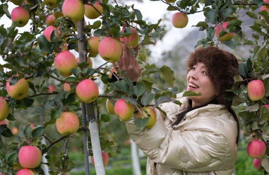 ���ο��w��O����ժ�� ���꾰/�z